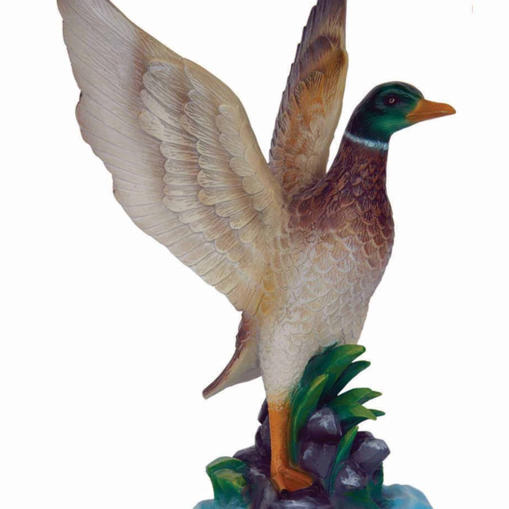 ברווז פורש כנפיים