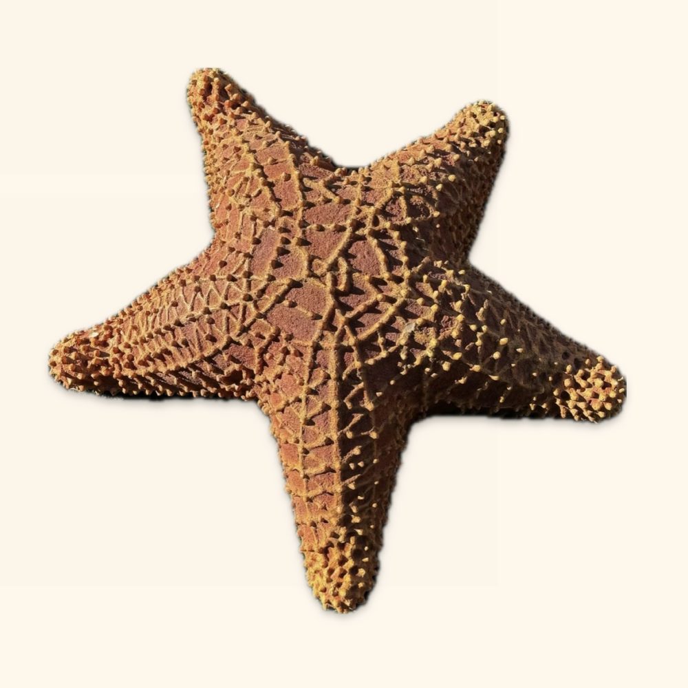 פסל של כוכב ים אדום